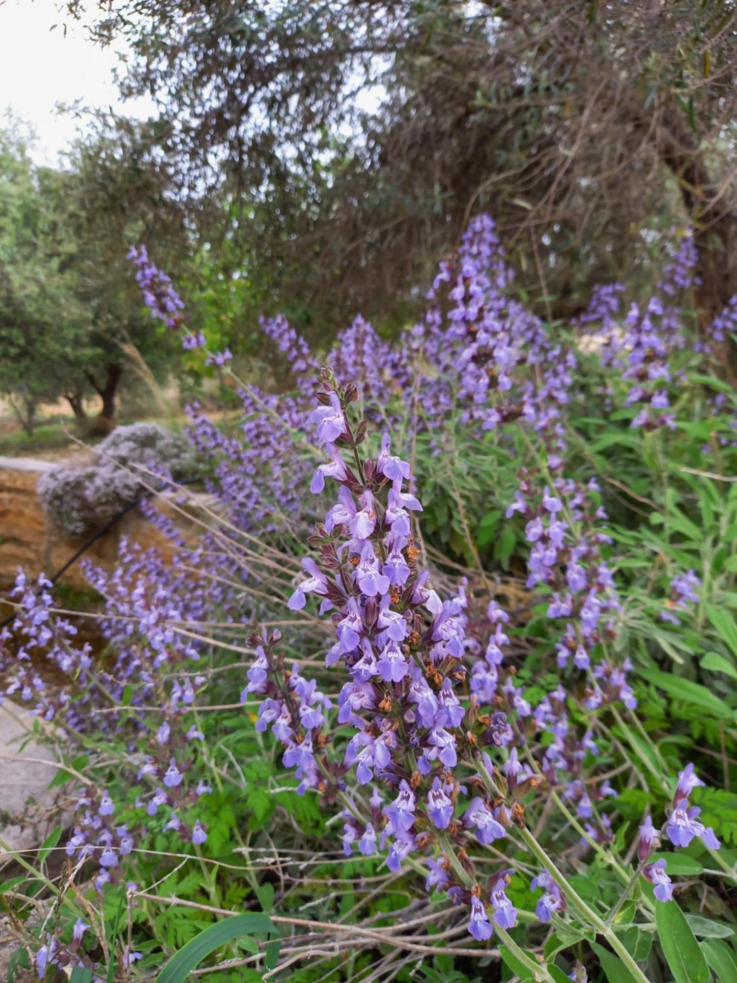Villa Koumneni Πάνω Ακουρδάλεια Εξωτερικό φωτογραφία