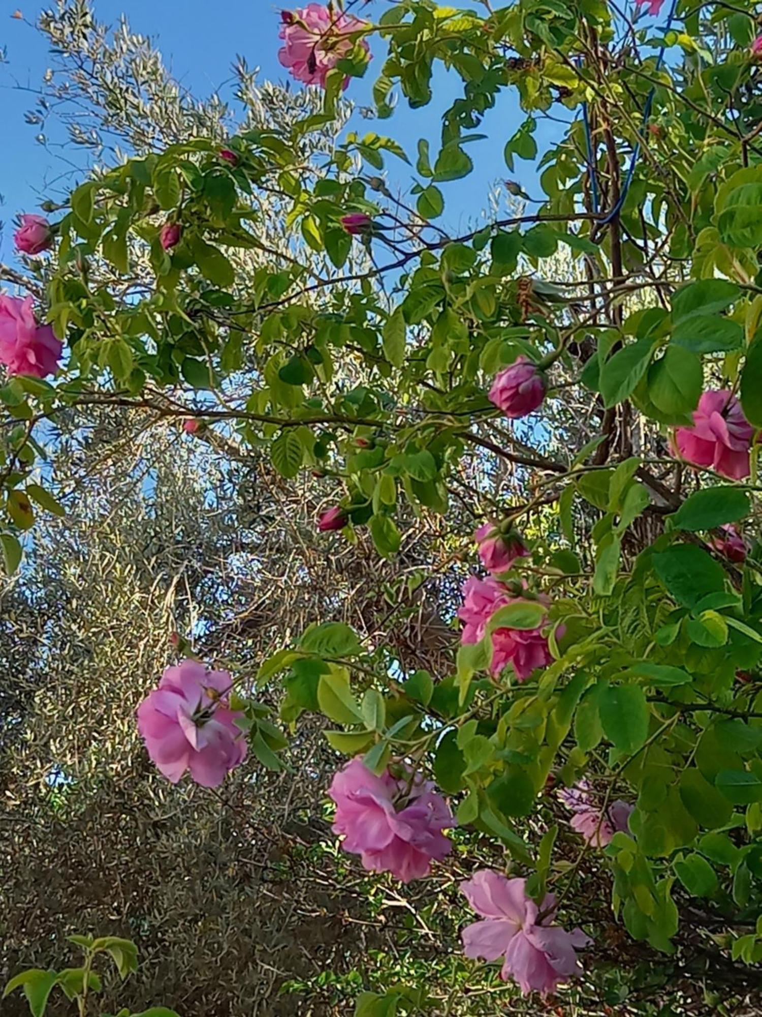 Villa Koumneni Πάνω Ακουρδάλεια Εξωτερικό φωτογραφία