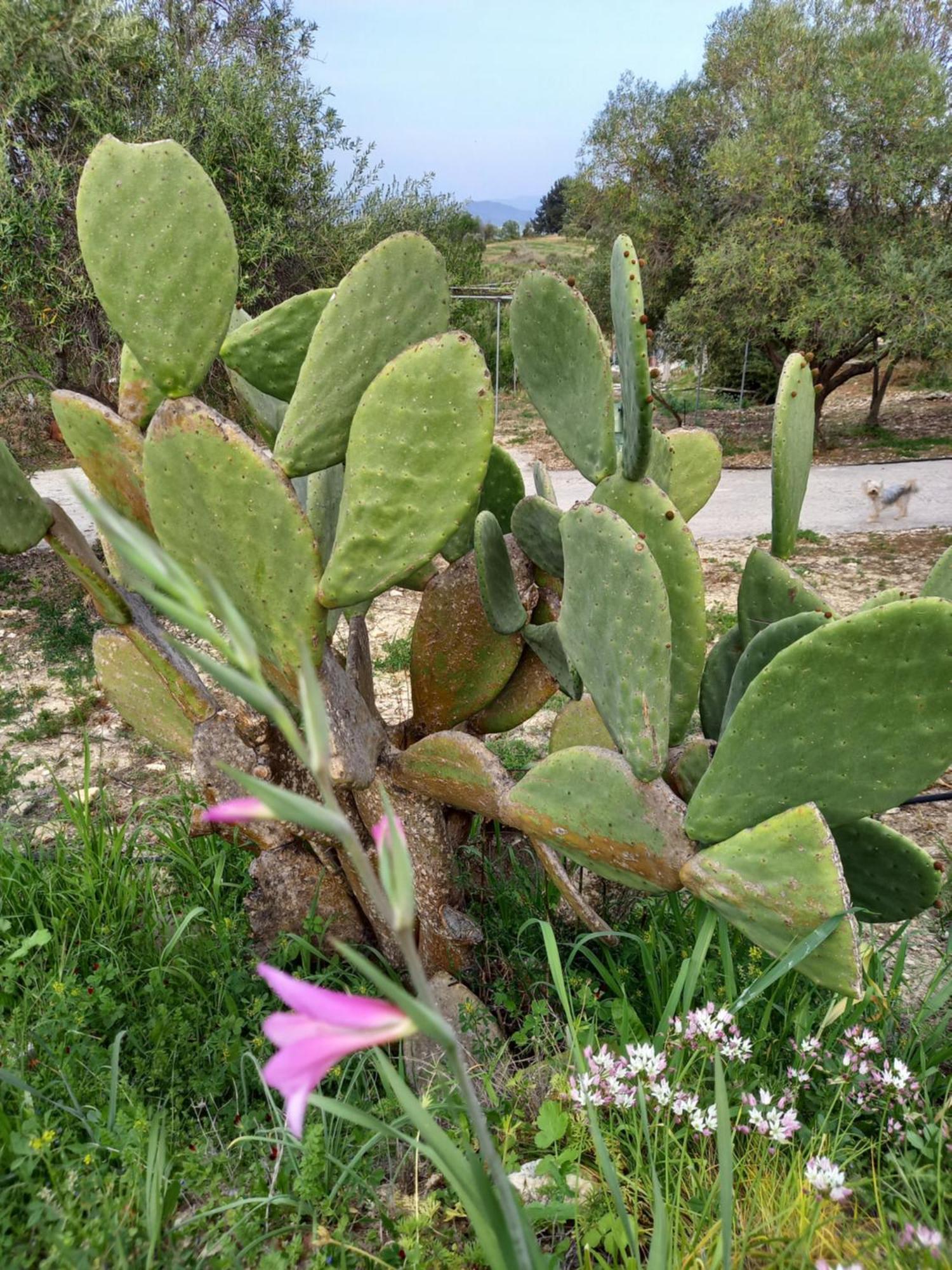 Villa Koumneni Πάνω Ακουρδάλεια Εξωτερικό φωτογραφία