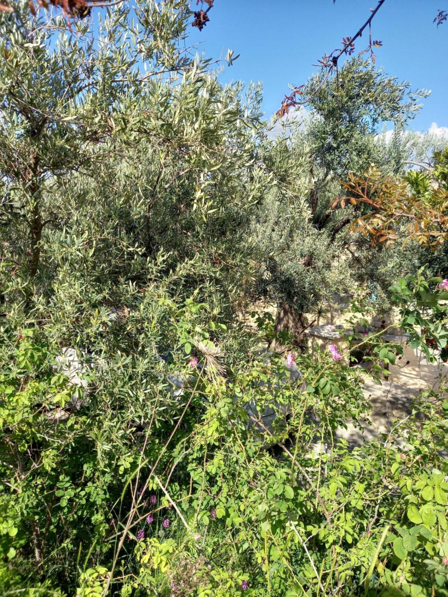 Villa Koumneni Πάνω Ακουρδάλεια Εξωτερικό φωτογραφία